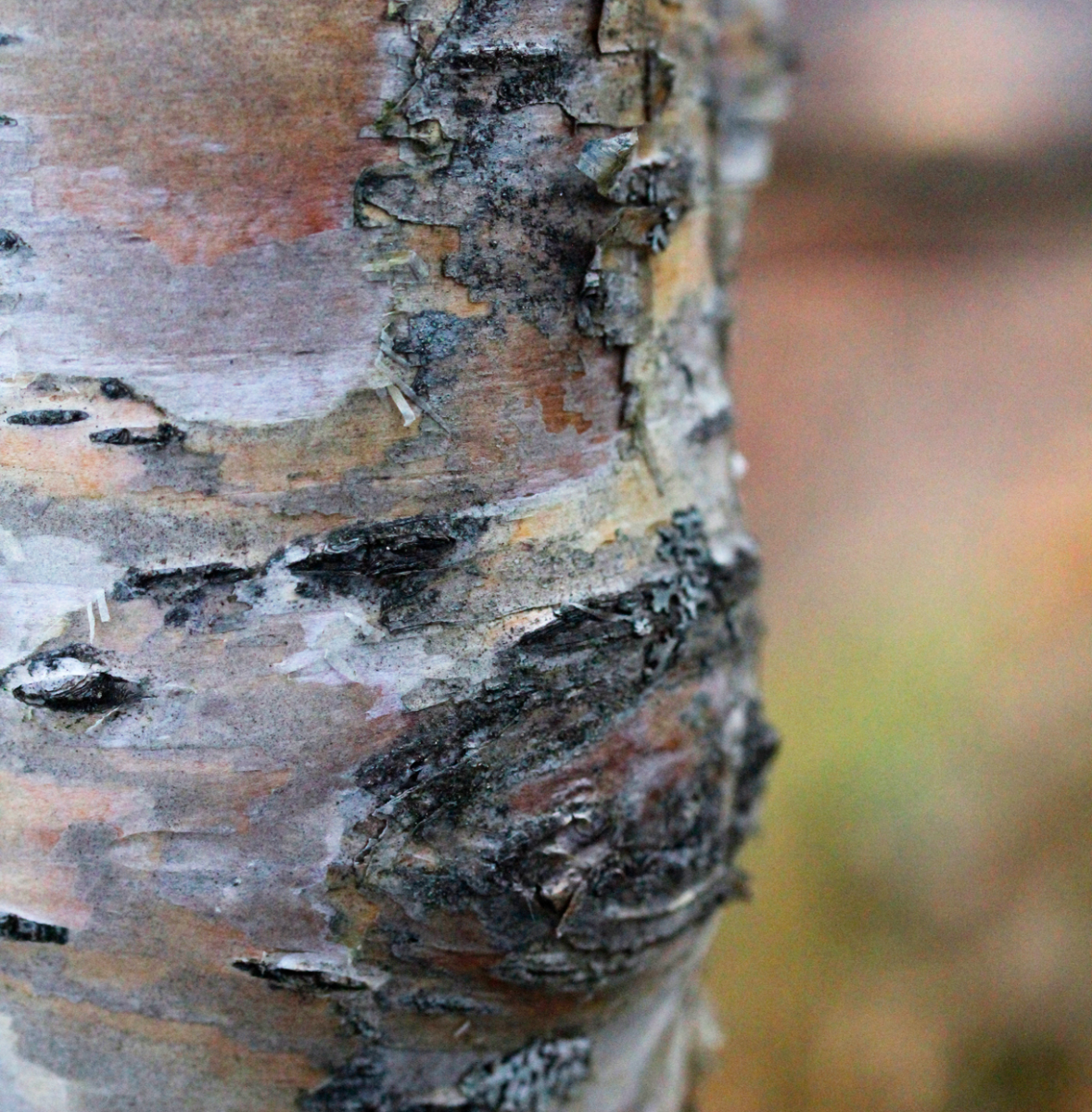 mountain birch