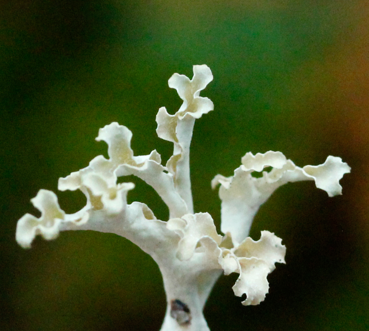 fractals