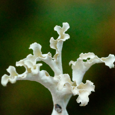 fractals