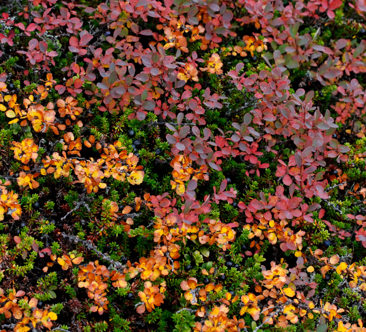 autumn