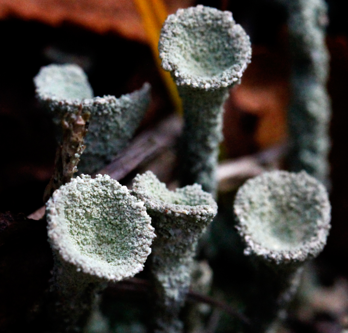 pixie cup lichen