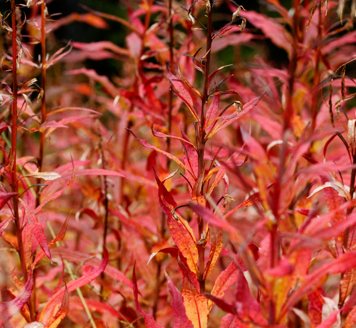 fireweed