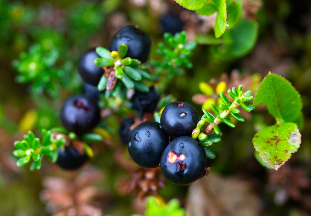 crowberries