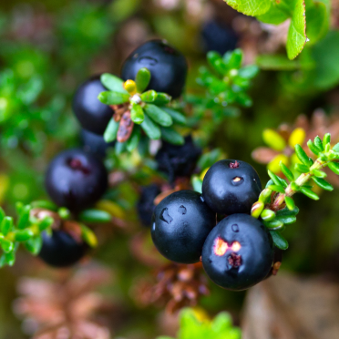 crowberries