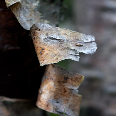 birch bark