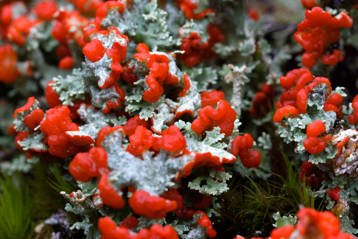 lichen