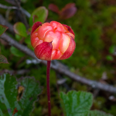 cloudberries