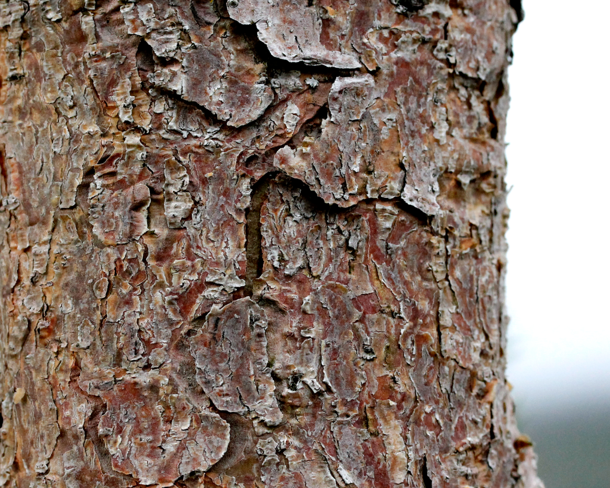 bark