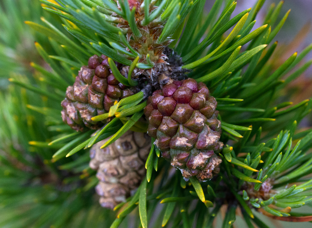 cones