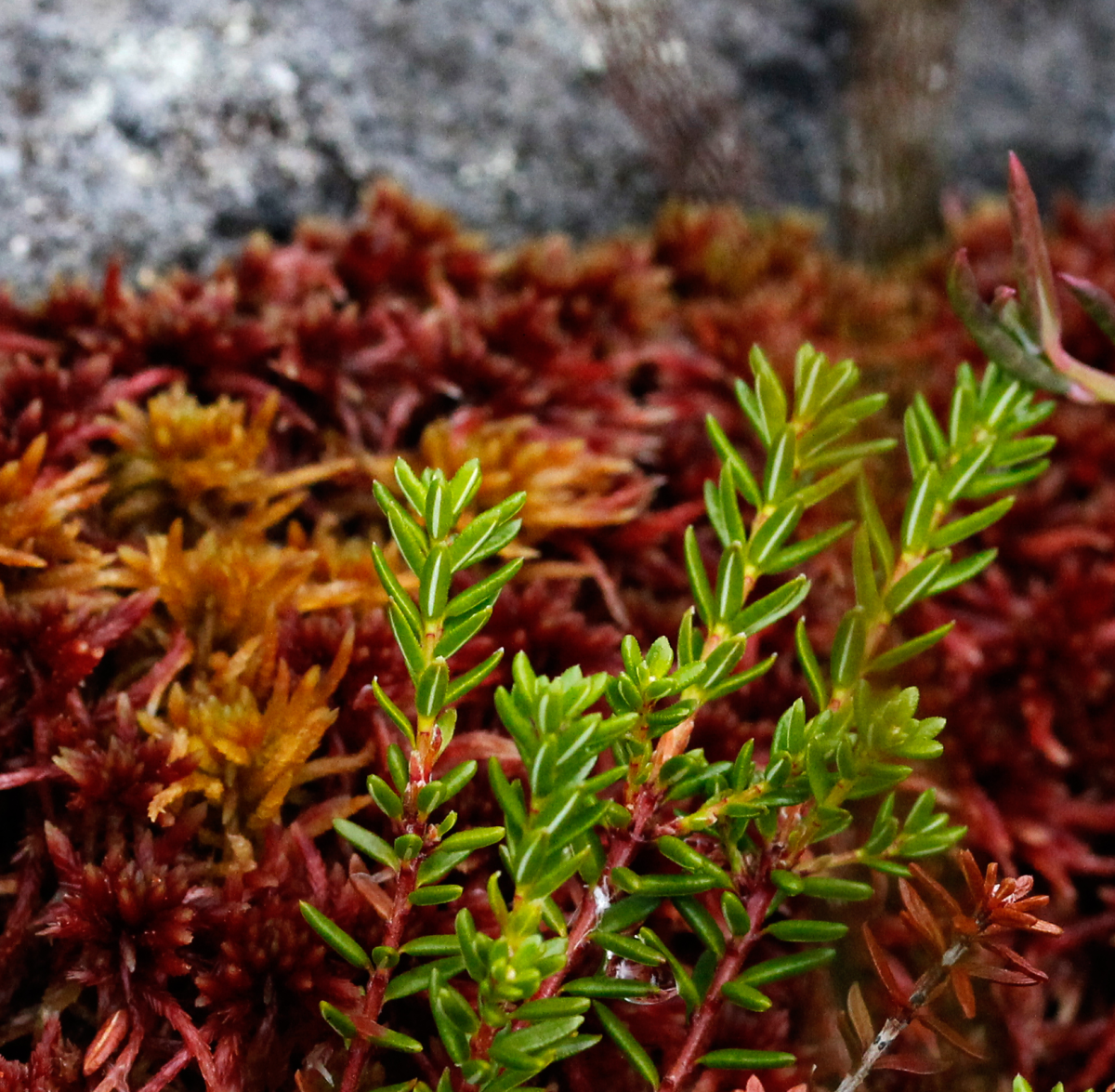 moss