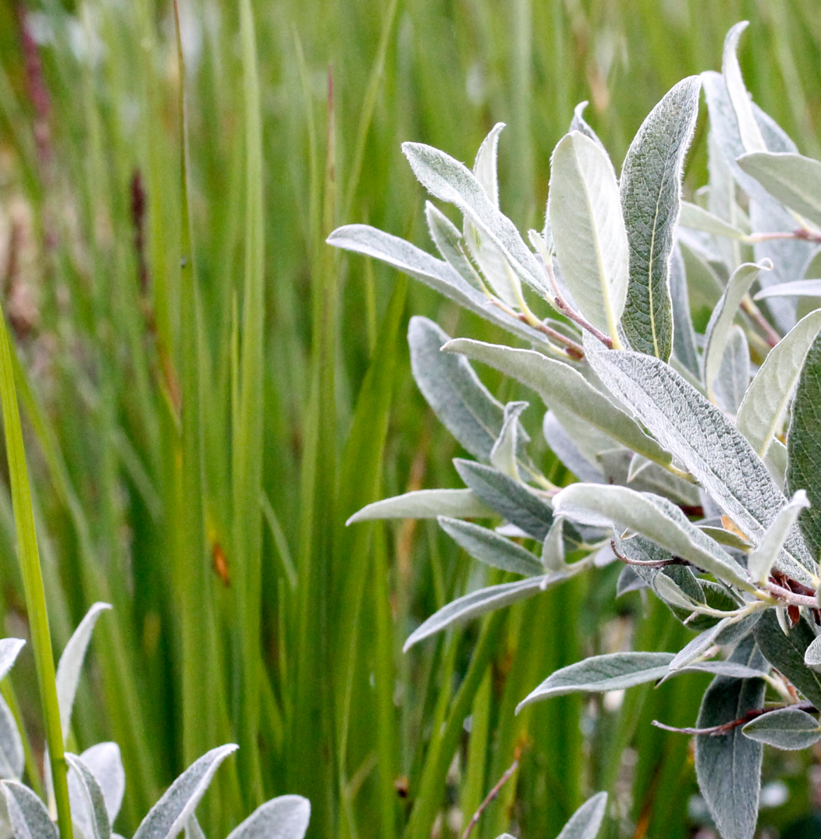 leaves