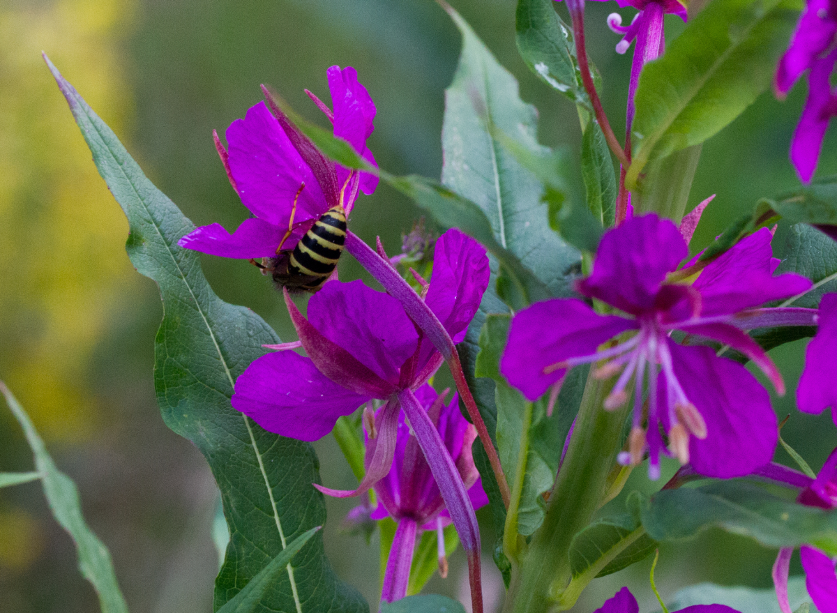 wasp