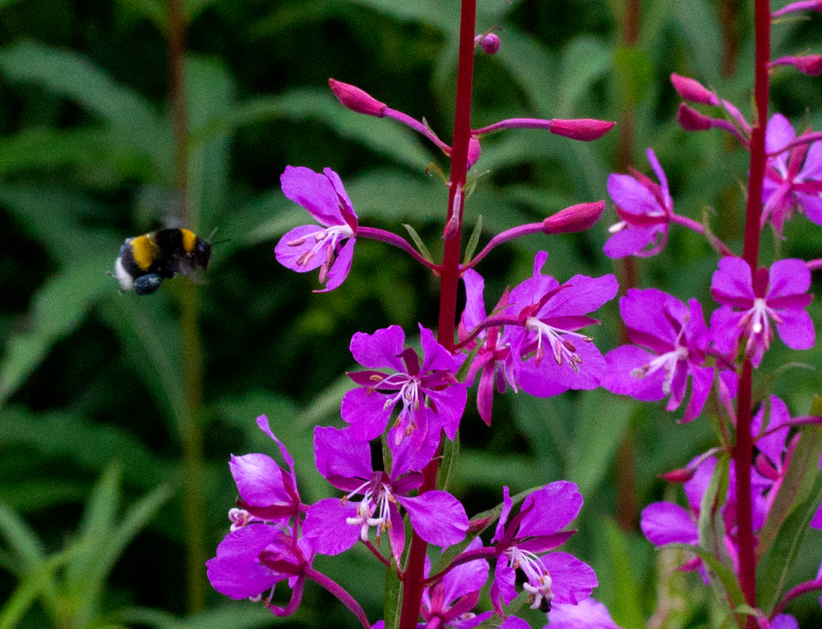 bumble bee & fireweed