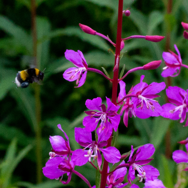 bumble bee & fireweed