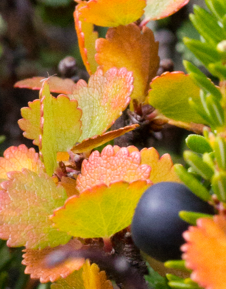 dwarf birch and crowberries