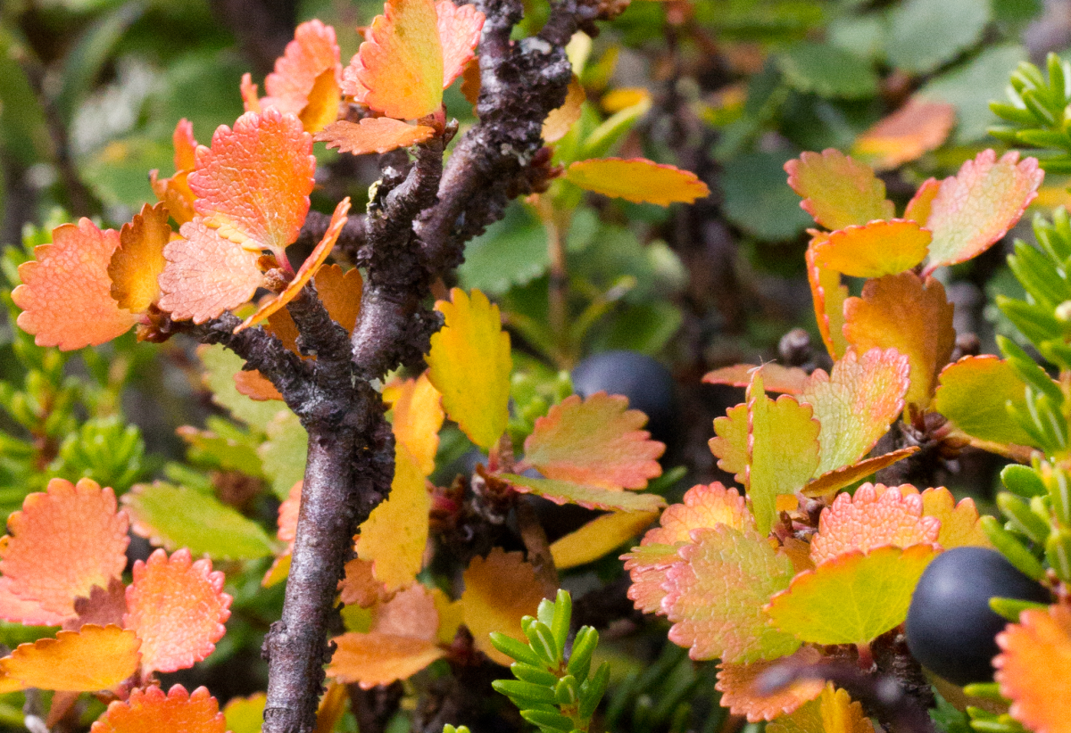 dwarf birch