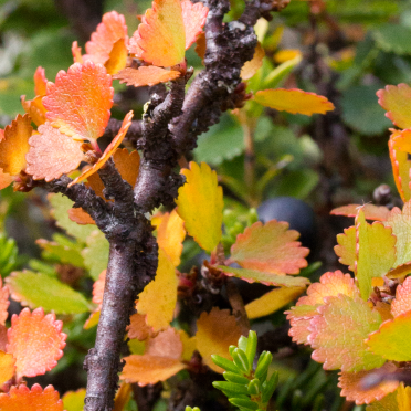 dwarf birch