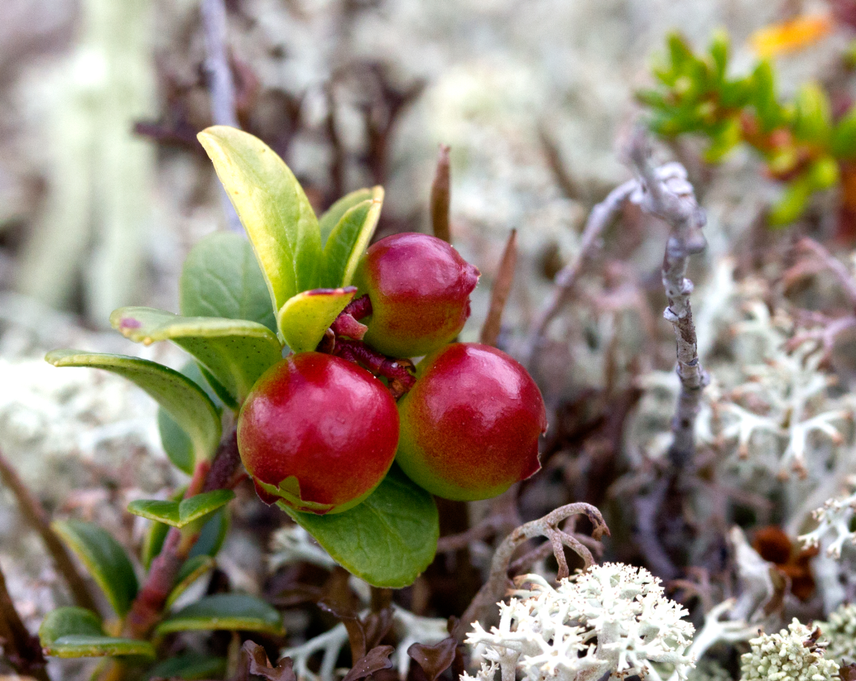 bear berries