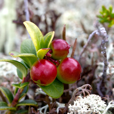 bear berries