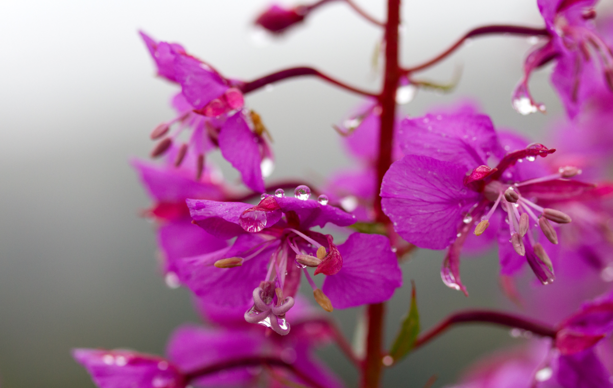 fireweed