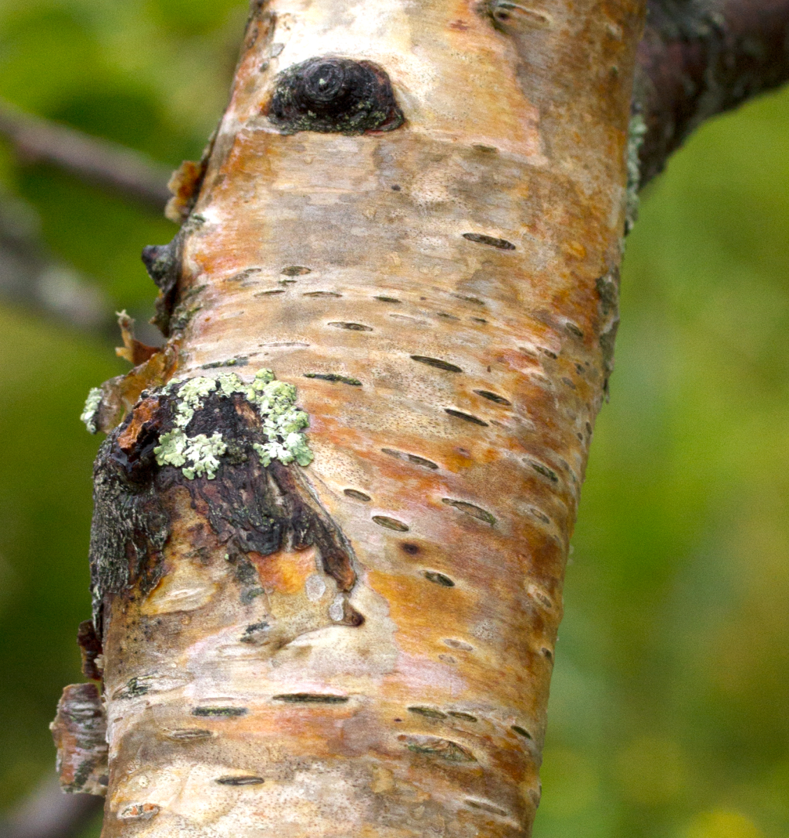 birch