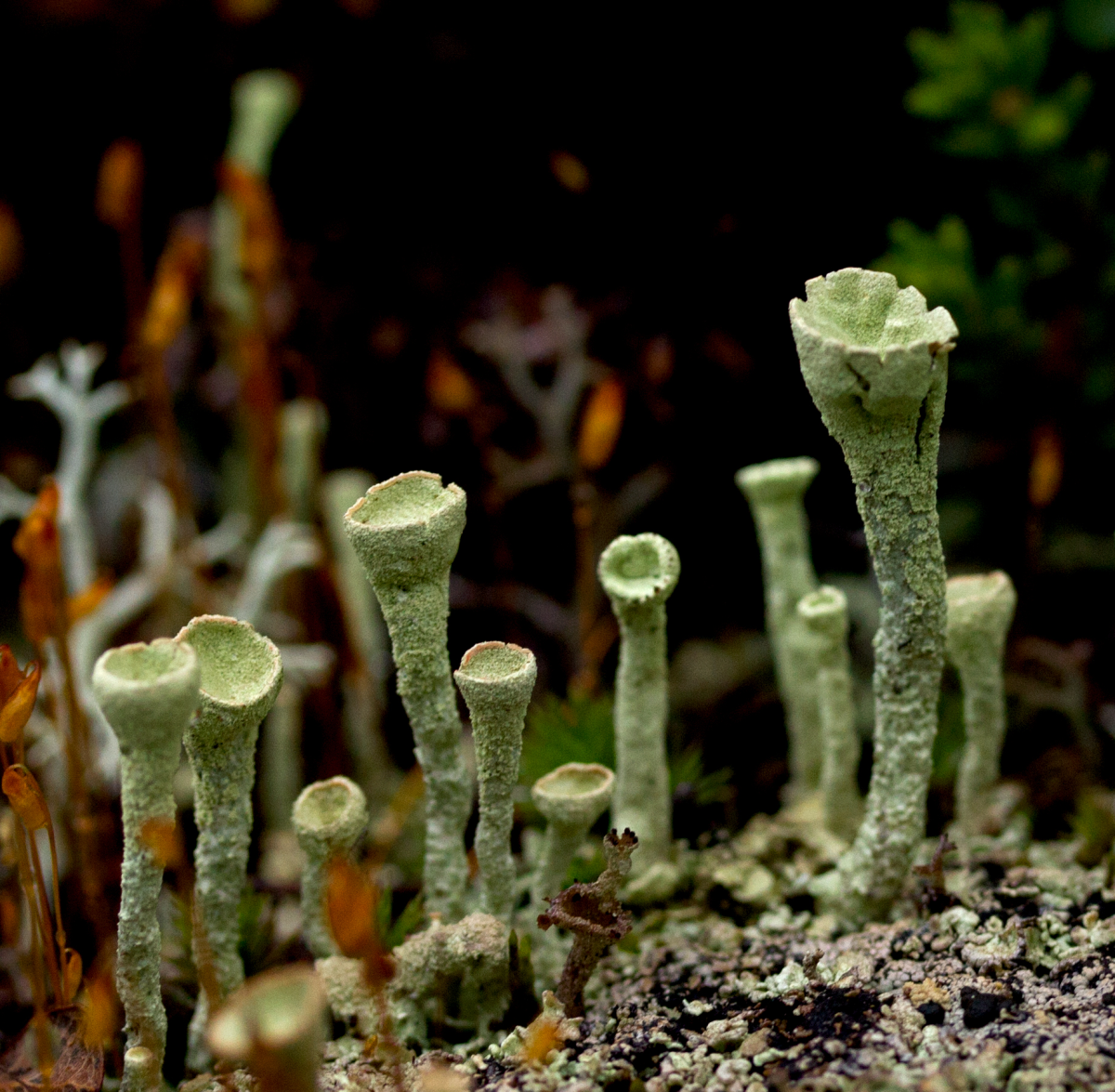 pixie cup lichen