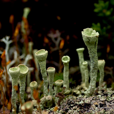 pixie cup lichen