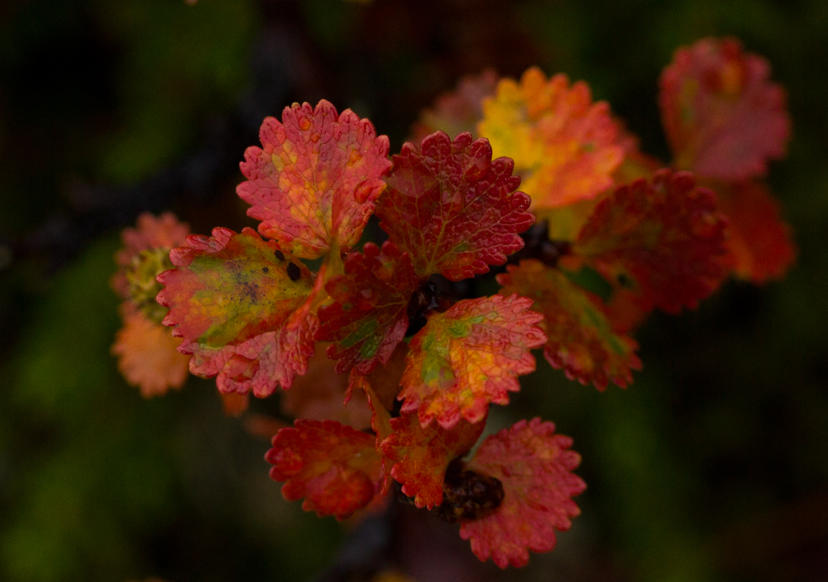 dwarf birch
