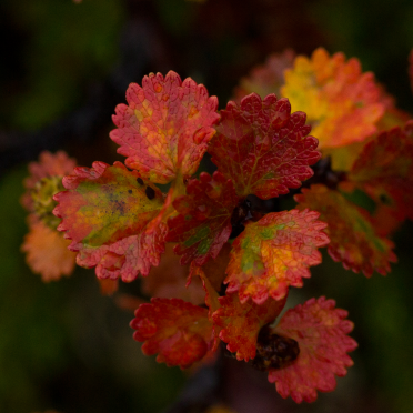 dwarf birch