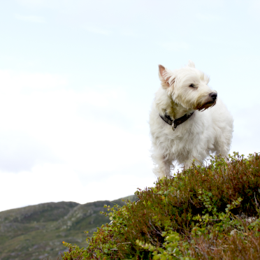 blowin' in the wind