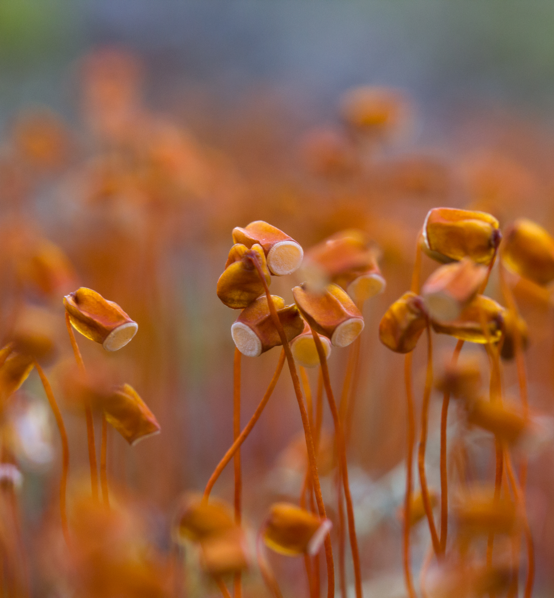 common haircap moss