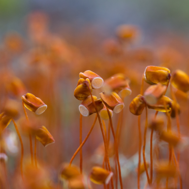 common haircap moss