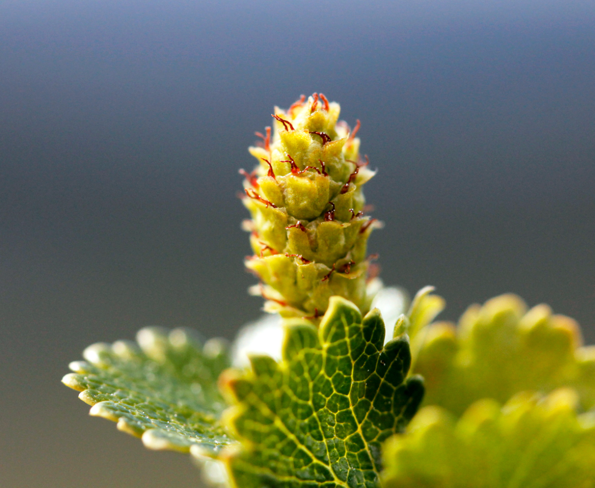 alpine birch