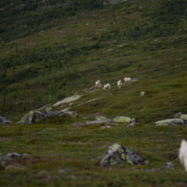 dog sees sheep. sheep sees dog.