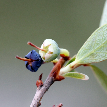 blueberries