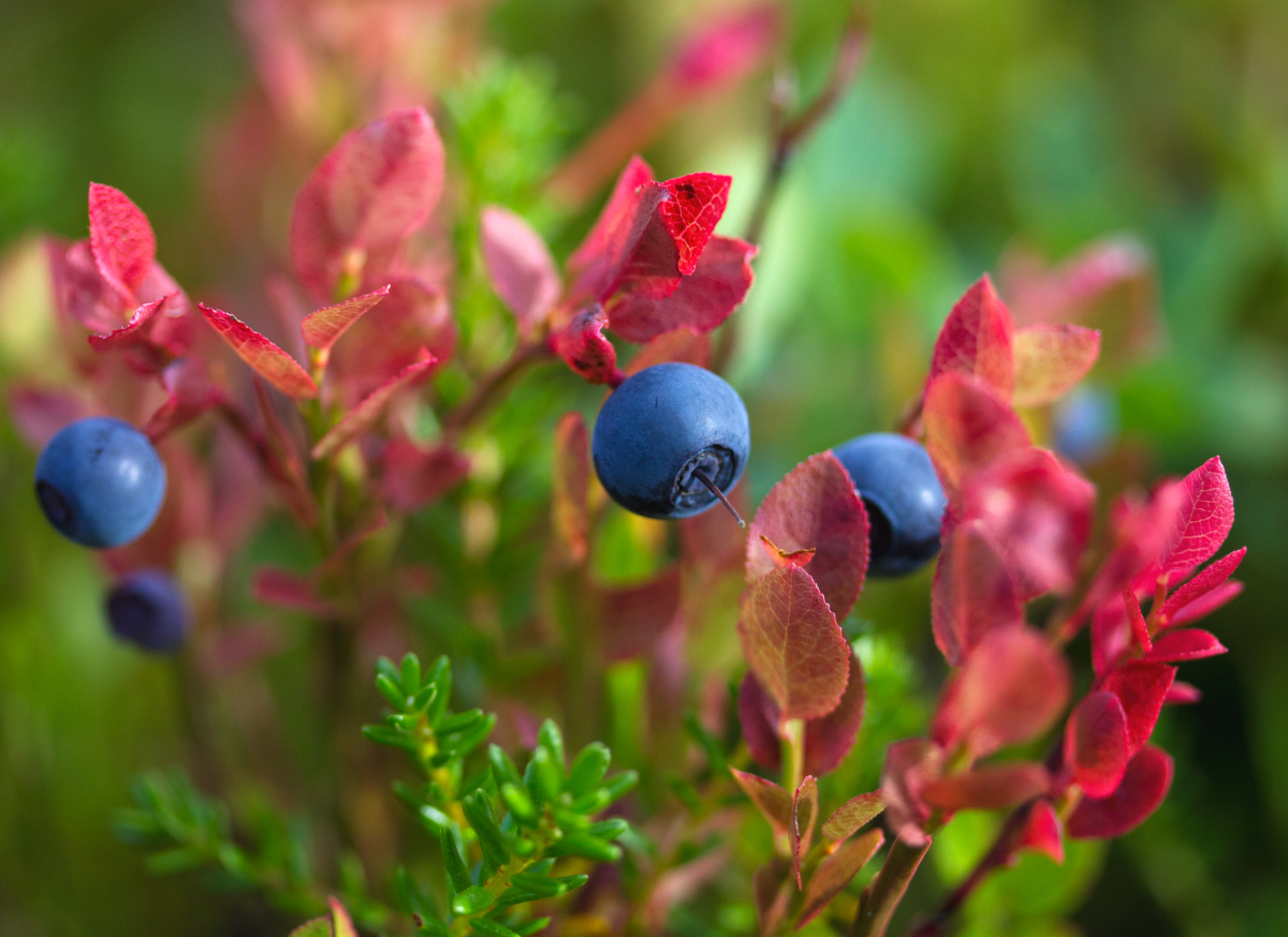 blueberries