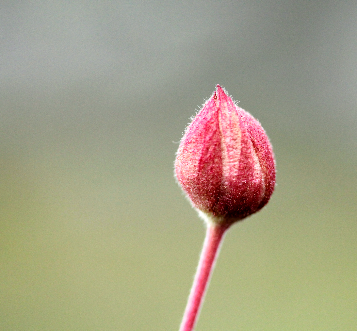 cloudberry