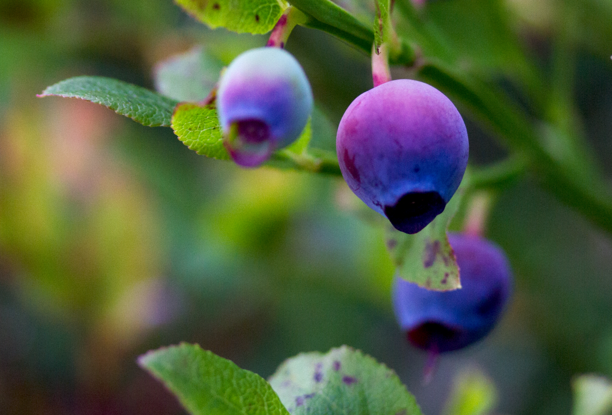 blueberries