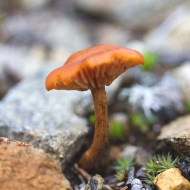 ´shroom