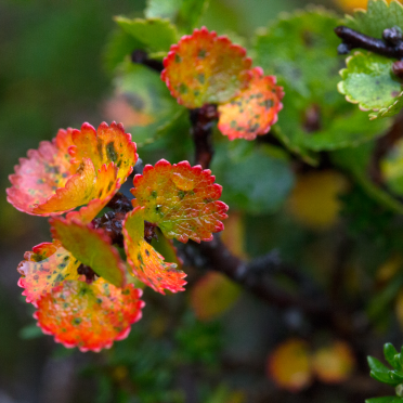 dwarf birch