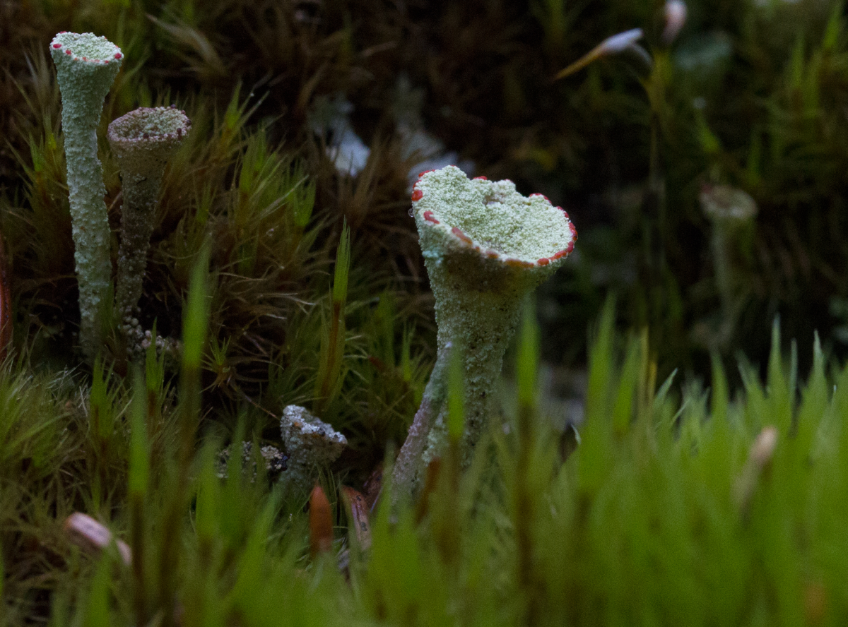 pixie cup lichen 