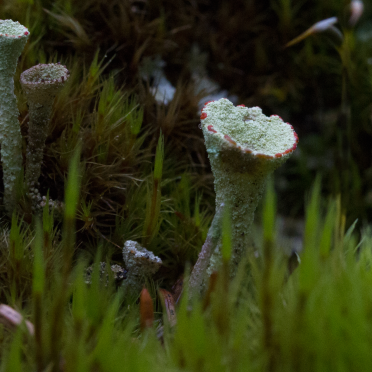 pixie cup lichen 