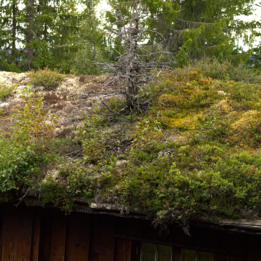 living roof. oldschool. with tree.
