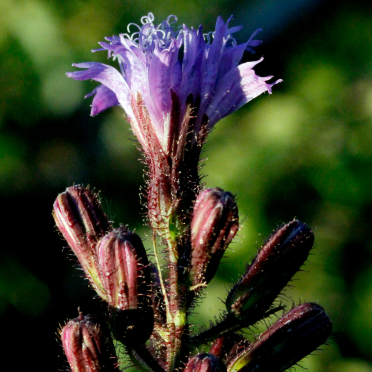 alpine sow-thistle