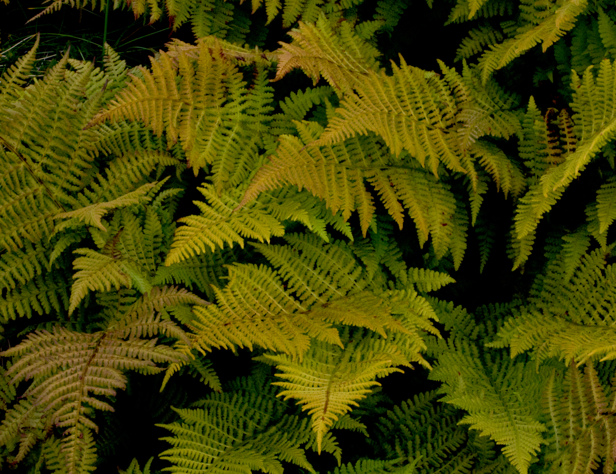 fern