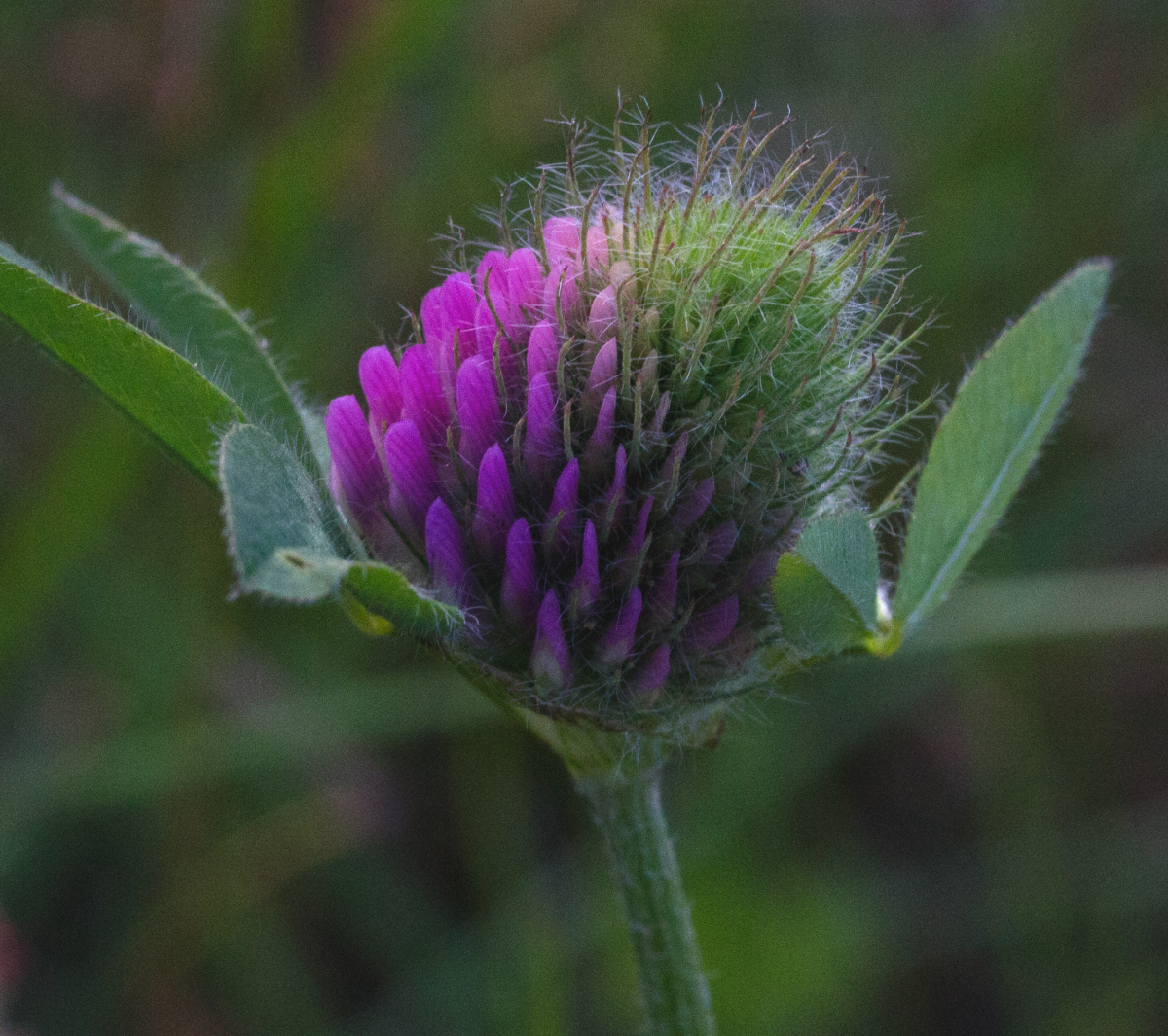 red clover