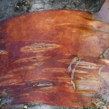 mountain birch