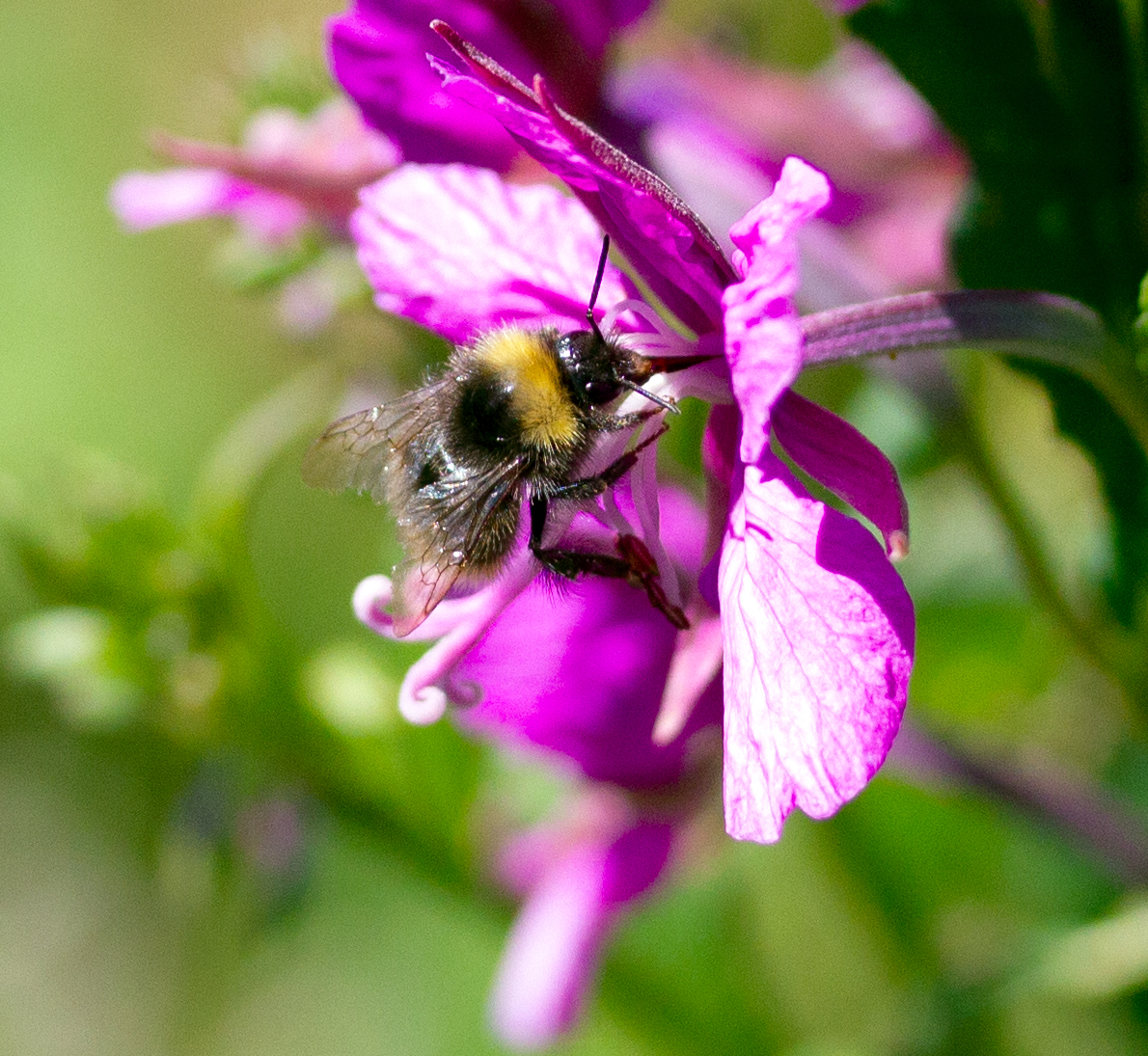 bumble bee