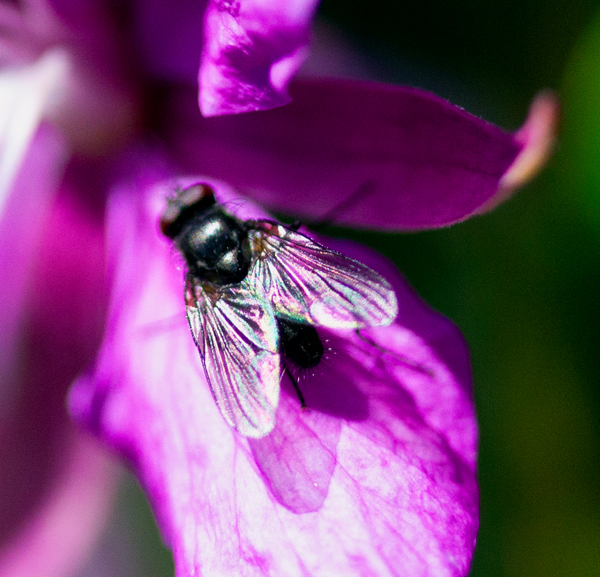 fly