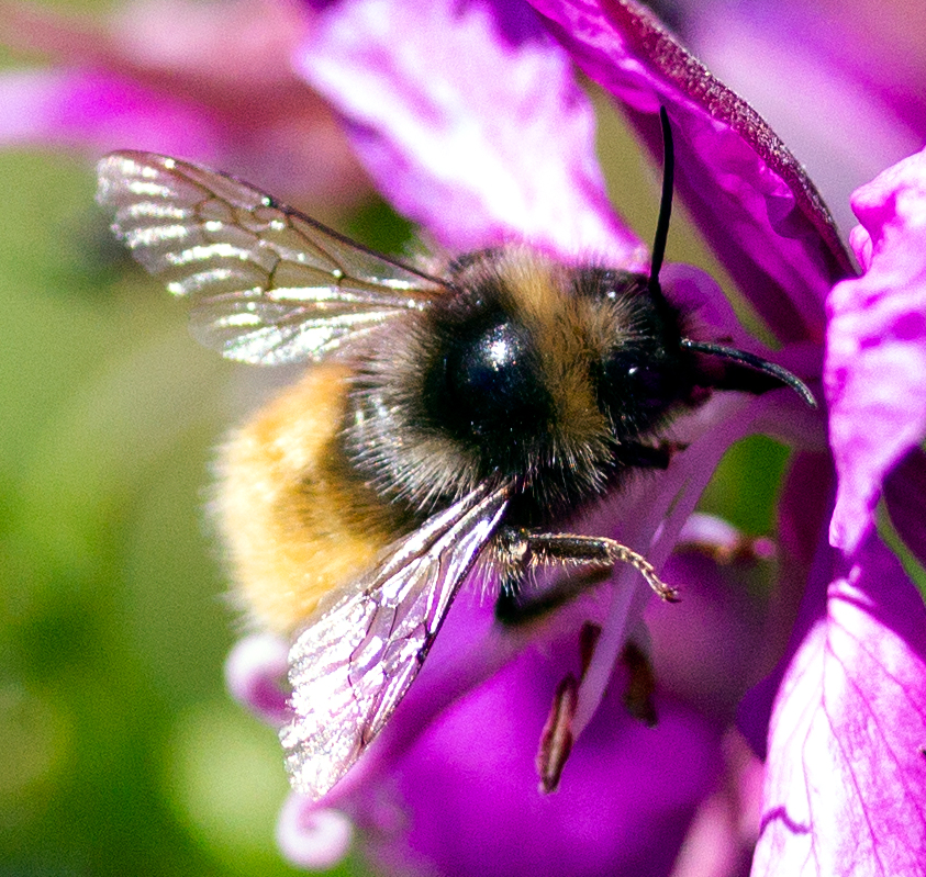 bumble bee